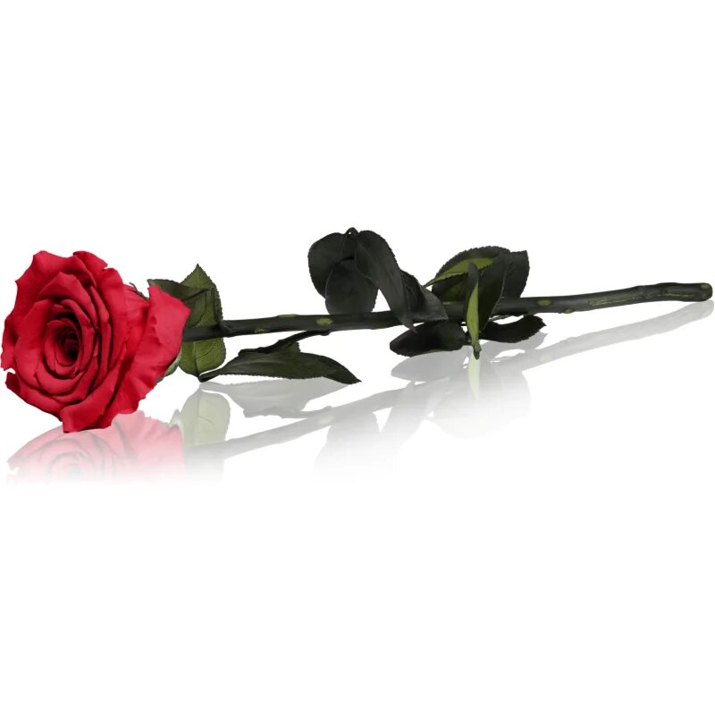 RoseAmor Red stabilizirana vrtnica na steblu 30 cm 1 kos