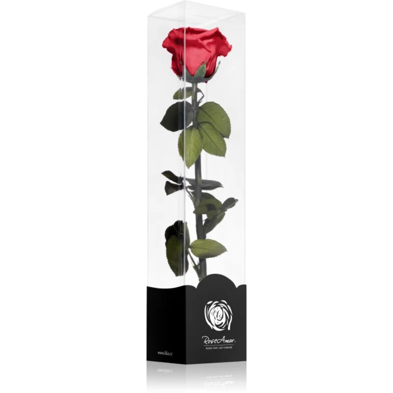 RoseAmor Red stabilizirana vrtnica na steblu 30 cm 1 kos