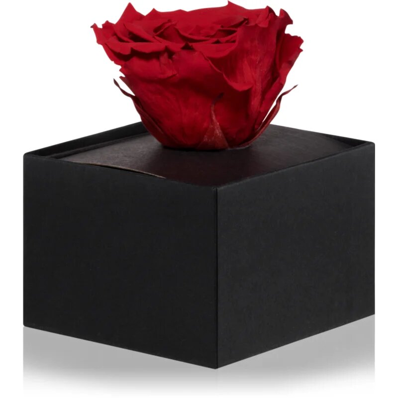 RoseAmor Red stabilizirana vrtnica v škatlici 1 kos