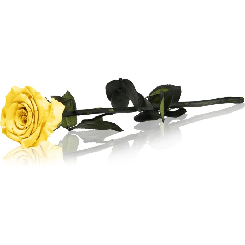 RoseAmor Yellow stabilizirana vrtnica na steblu 30 cm 1 kos