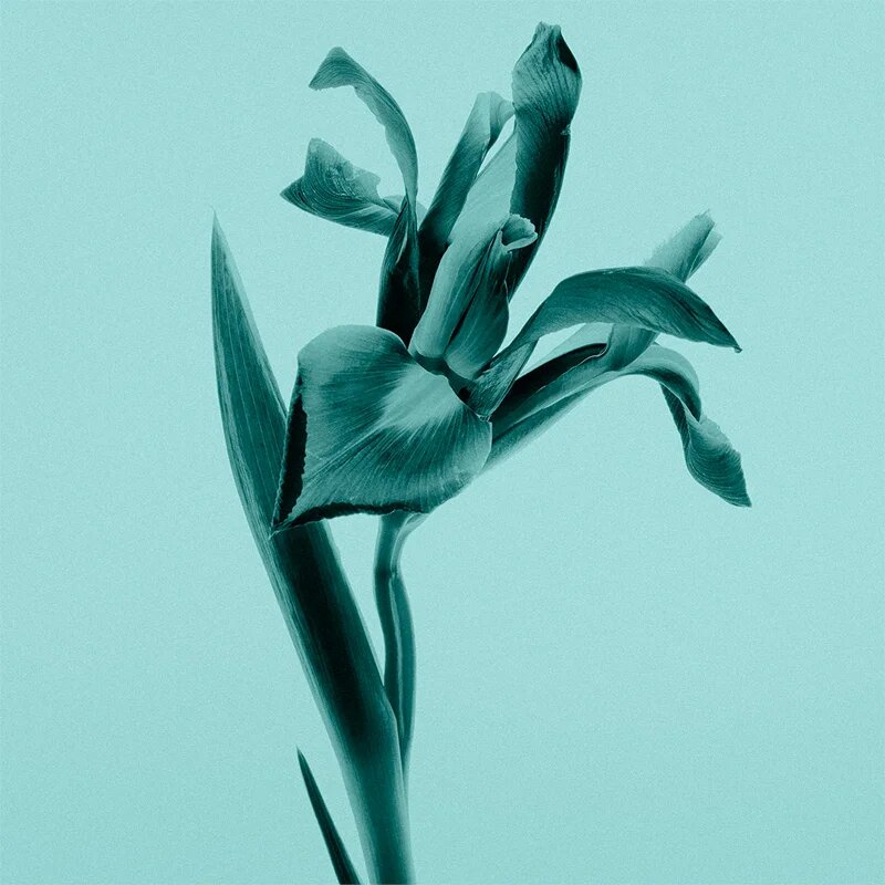 Tiffany & Co. Intense parfumska voda za ženske 50 ml