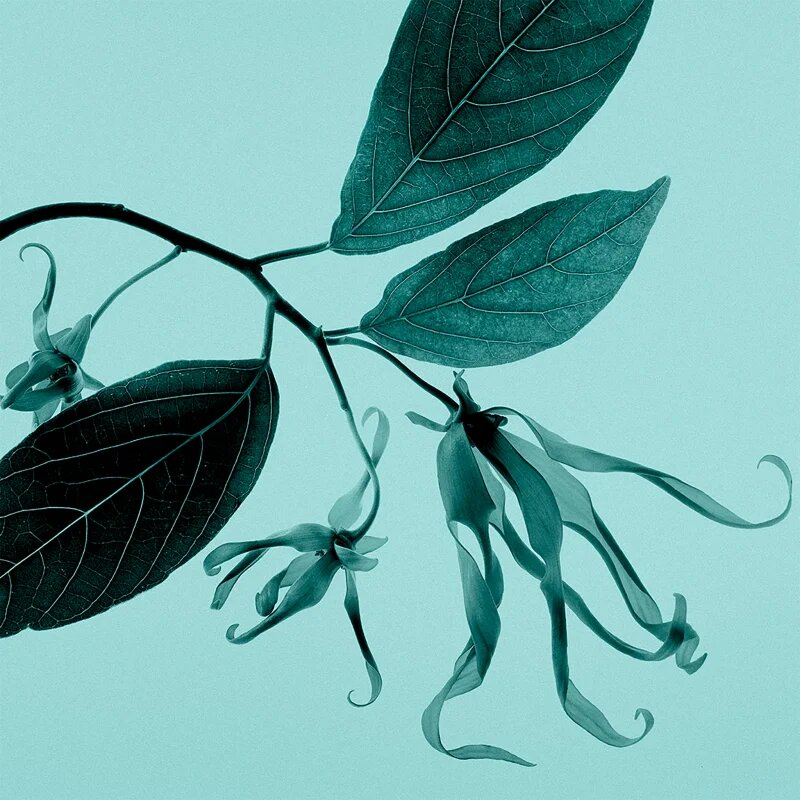 Tiffany & Co. Sheer toaletna voda za ženske 50 ml