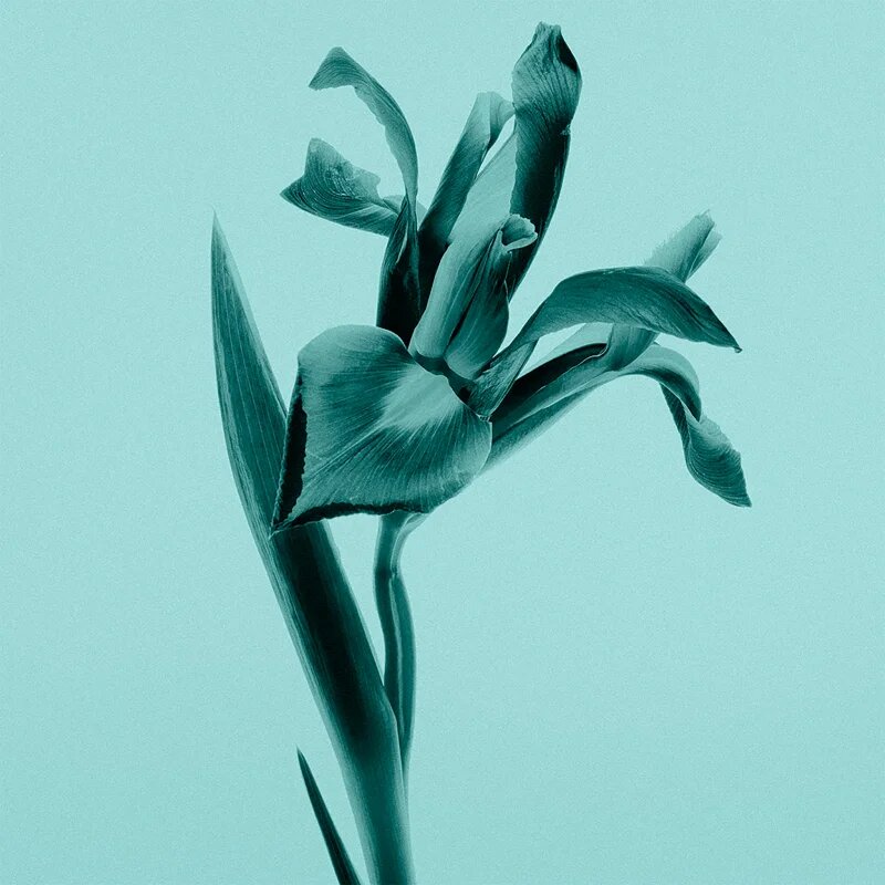 Tiffany & Co. Sheer toaletna voda za ženske 50 ml