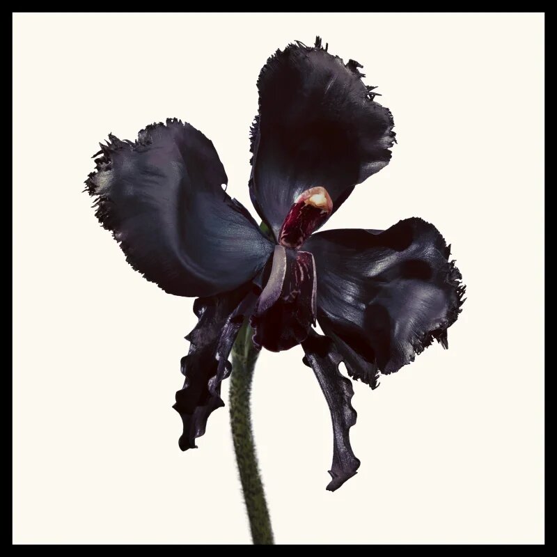 TOM FORD Black Orchid Reserve parfum uniseks 100 ml